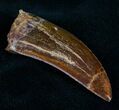 Superb Quality Carcharodontosaurus Tooth - #7126-2